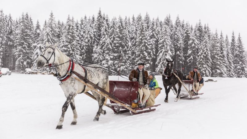 Vip sleigh ride in Chochołowska Valley